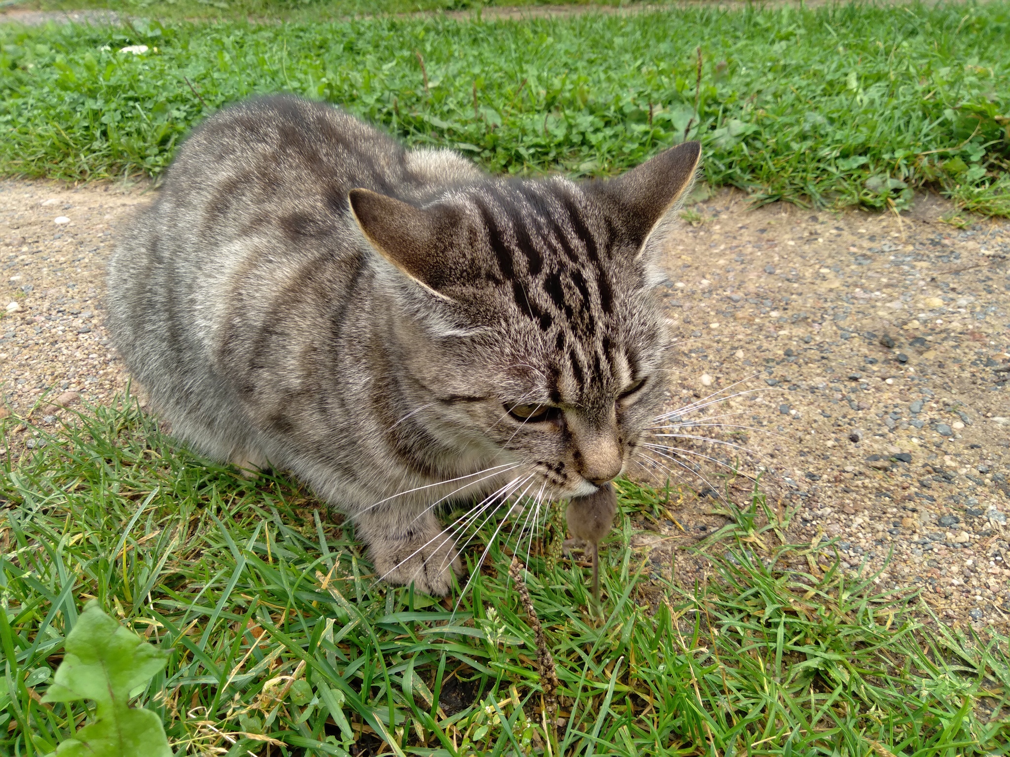 a ya i ne znala chto u nas v mashine zhivet myshka pikabu