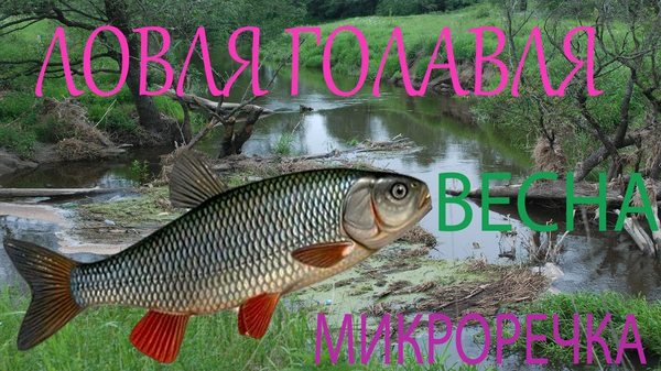 ловля голавля весной на блесну видео ловля голавля весной на блесну видео